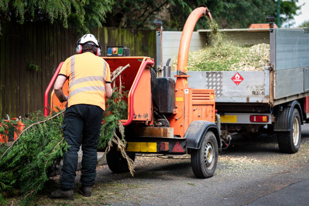 Best Tree Removal Near Me  in Santa Ana, CA